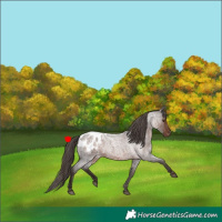 Horse Color:Liver Red Roan Appaloosa 