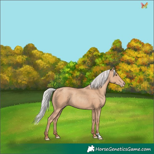 Horse Color:Silver Classic Champagne 