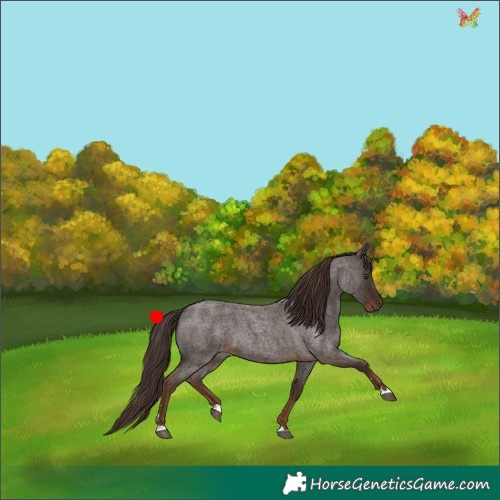 Horse Color:Liver Red Roan 