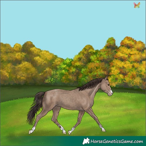 Horse Color:Classic Champagne 