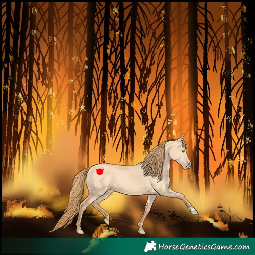 Horse Color:Gold Champagne Dun 