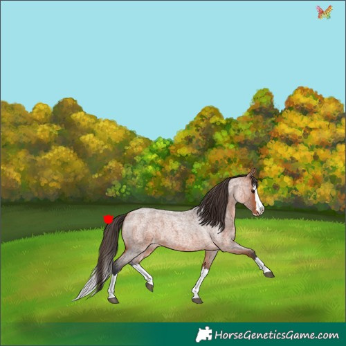 Horse Color:Bay Roan Splash Appaloosa 
