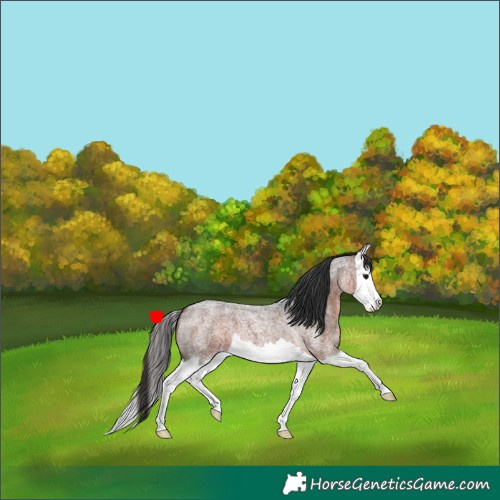 Horse Color:Bay Roan Splash 