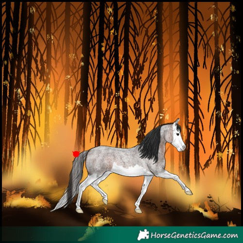 Horse Color:Bay Roan Splash 