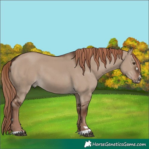 Horse Color:Liver Red Dun 