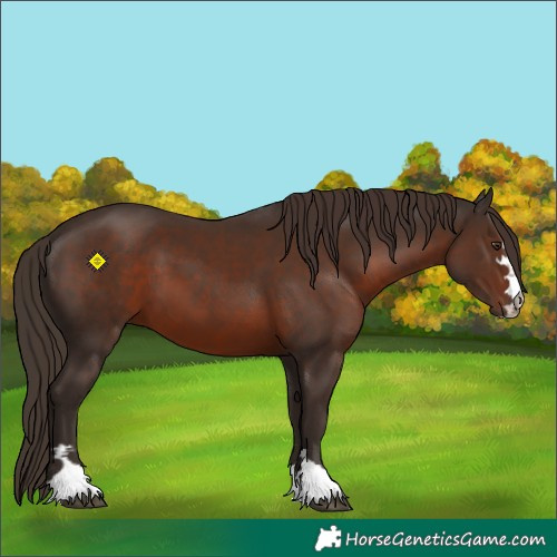 Horse Color:Liver Chestnut 