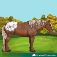 Horse Color:Chestnut Appaloosa 