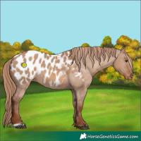 Horse Color:Red Dun Appaloosa 