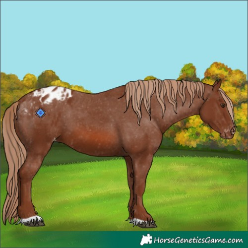 Horse Color:Chestnut Blanket 