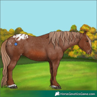Horse Color:Chestnut Appaloosa 