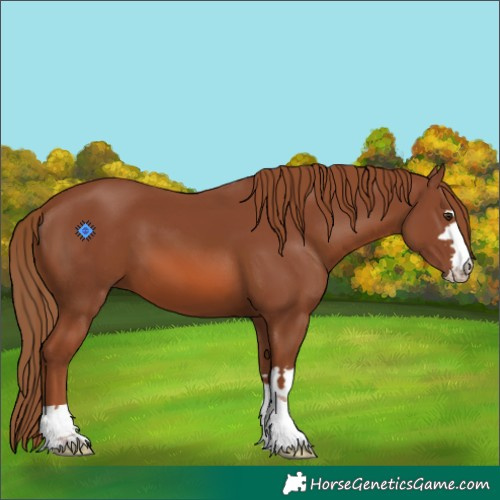 Horse Color:Chestnut 