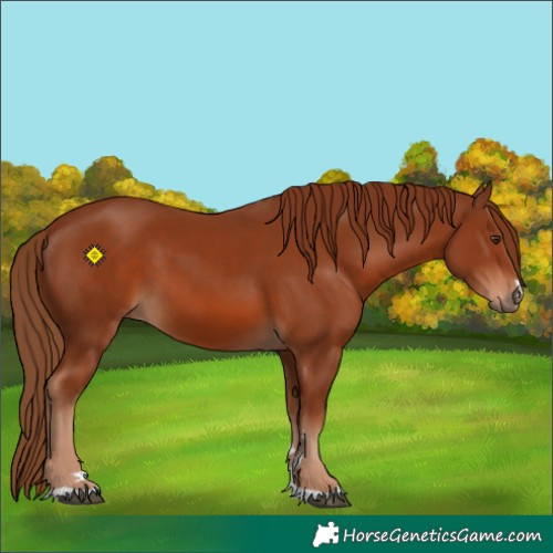 Horse Color:Chestnut 
