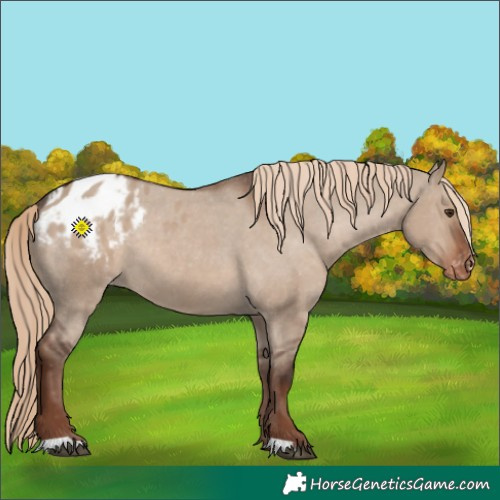 Horse Color:Liver Red Dun Appaloosa 