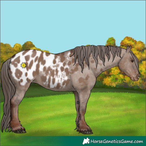 Horse Color:Liver Red Dun Blanket 