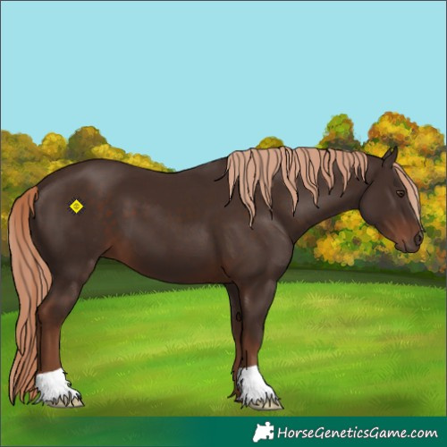 Horse Color:Liver Chestnut 