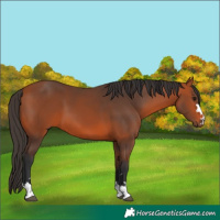 Horse Color:Bay 