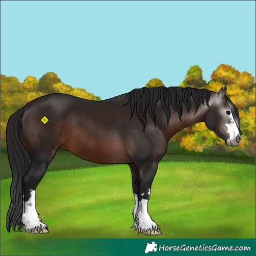 Horse Color:Gray Bay 