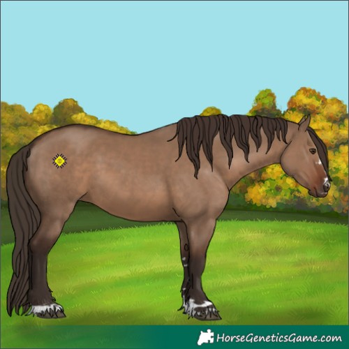 Horse Color:Liver Red Dun 