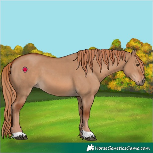 Horse Color:Red Dun 