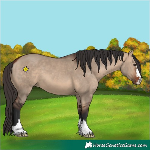 Horse Color:Bay Dun 