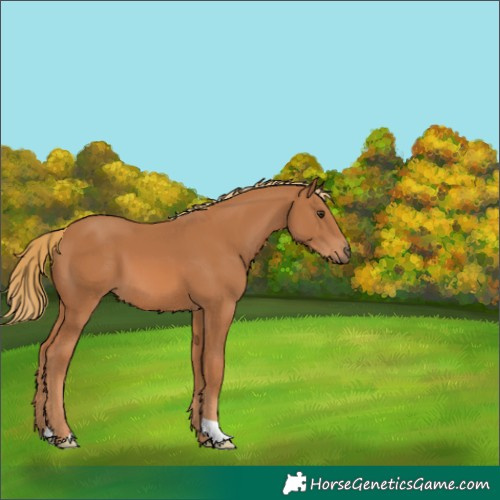 Horse Color:Chestnut 