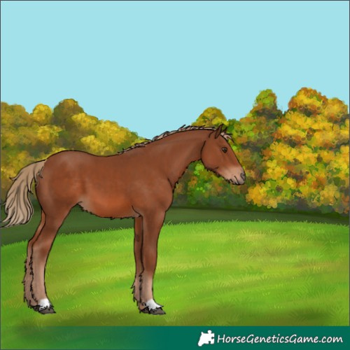 Horse Color:Chestnut 