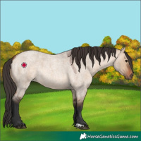 Horse Color:Bay Roan Dun 