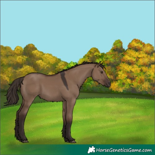 Horse Color:Liver Red Dun 