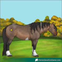 Horse Color:Bay Dun Tobiano 