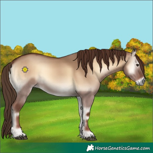 Horse Color:Red Dun Onyx 