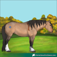 Horse Color:Brown Dun Tobiano 