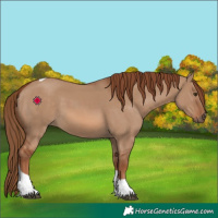 Horse Color:Red Dun Tobiano