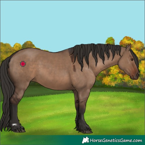 Horse Color:Liver Red Dun 