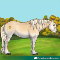 Horse Color:Palomino Onyx 