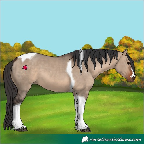 Horse Color:Bay Dun Tobiano 