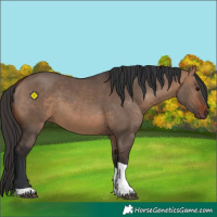 Horse Color:Bay Dun Tobiano 