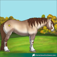 Horse Color:Red Dun Onyx 