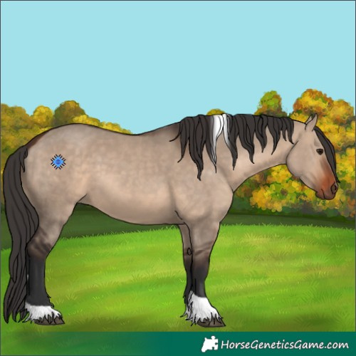 Horse Color:Bay Dun Tobiano 