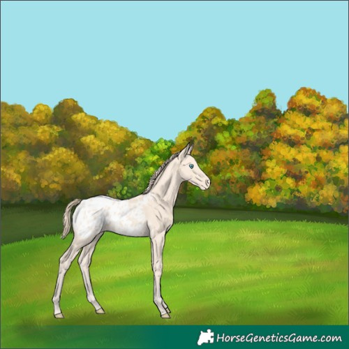 Horse Color:Perlino Blanket 