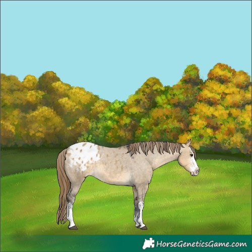 Horse Color:Buckskin Dun Sabino Appaloosa 
