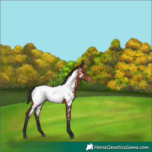 Horse Color:Bay Near Fewspot 