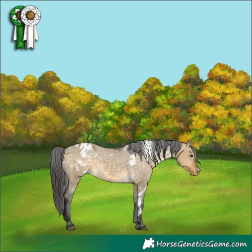 Horse Color:White Spotted Buckskin Dun Appaloosa 