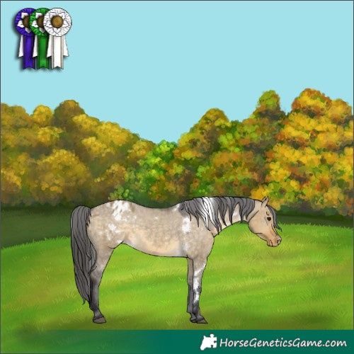 Horse Color:White Spotted Buckskin Dun Appaloosa 