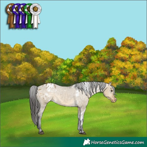 Horse Color:White Spotted Buckskin Dun Appaloosa 