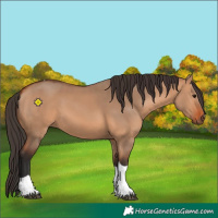 Horse Color:Bay Dun Tobiano 