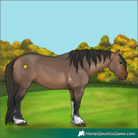 Horse Color:Bay Dun Tobiano 