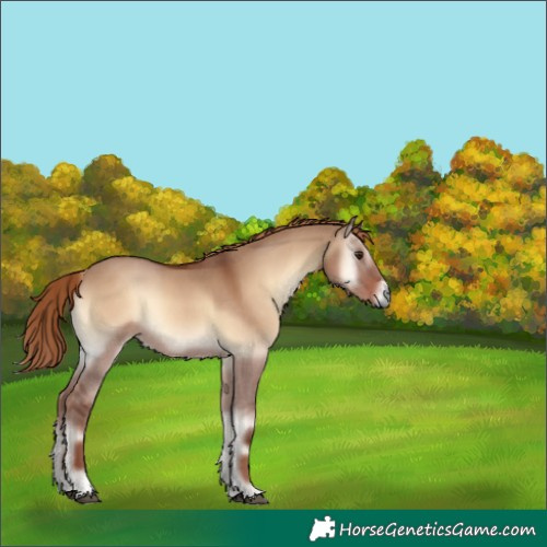 Horse Color:Red Dun Onyx 