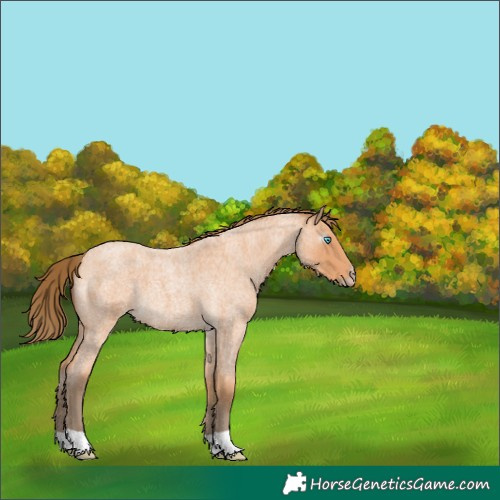 Horse Color:Gray Perlino Roan 