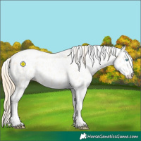 Horse Color:Buckskin Pearl Appaloosa