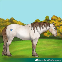 Horse Color:Gray Buckskin Roan Pearl 